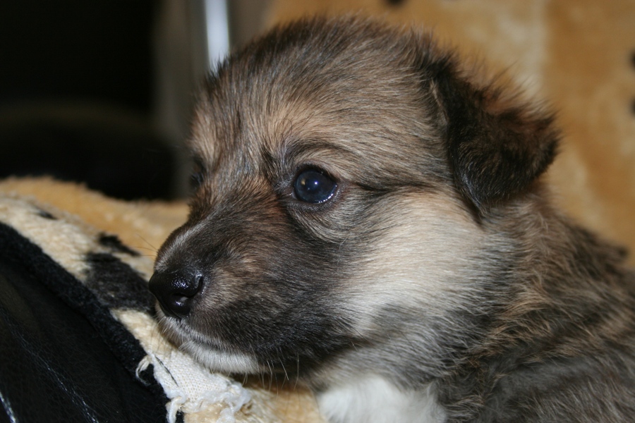 Puppies